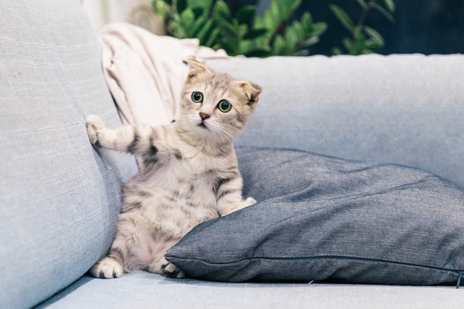 Koleksi Gambar Kucing Comel Manja (Kartun & HD Wallpaper) | Bukit Besi Blog