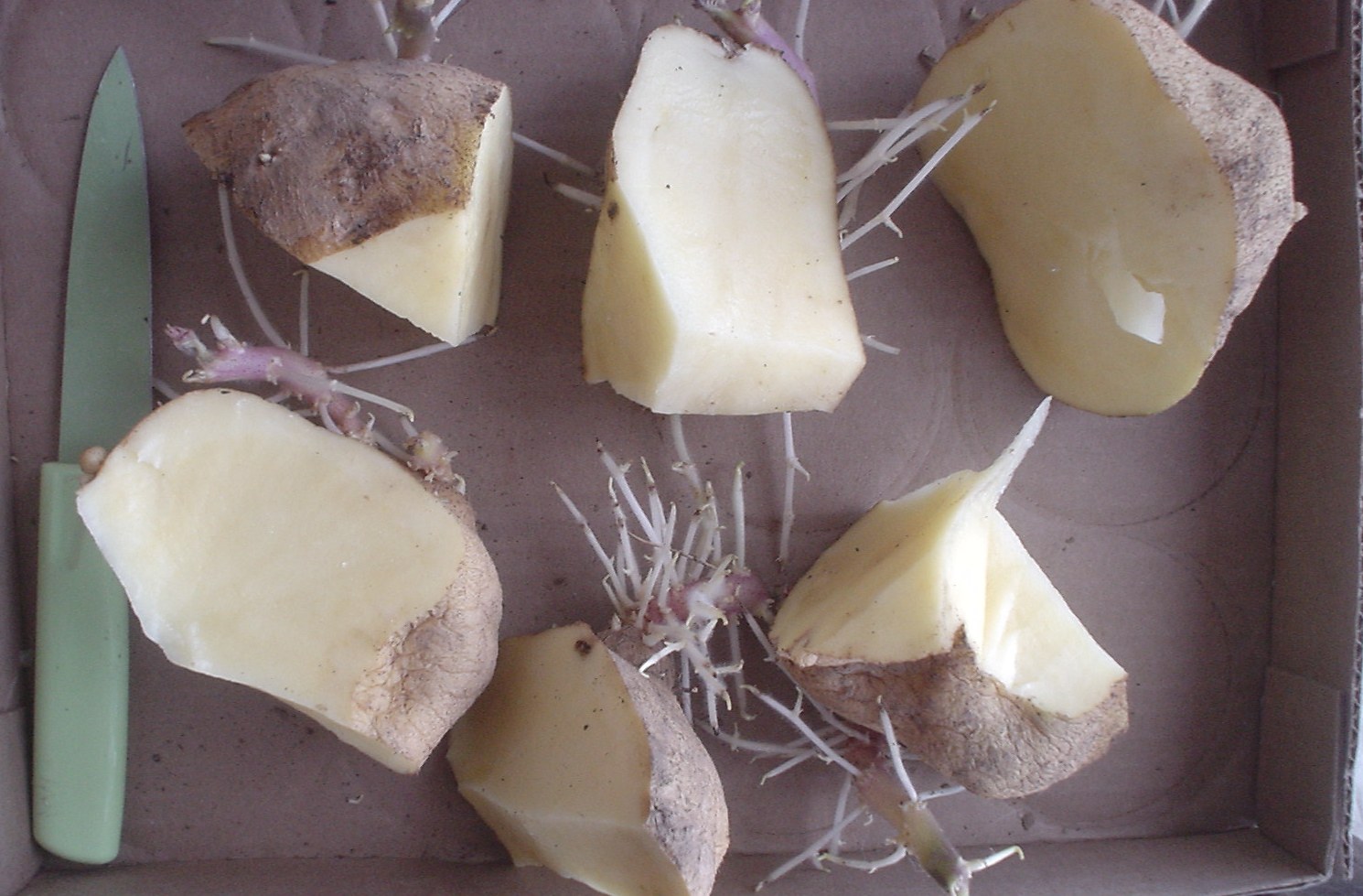 Проращивание картофеля для посадки в домашних условиях. Разрезать картофель посадка. Пророщенная картошка для посадки. Режем картошку для посадки. Клубень картофеля.