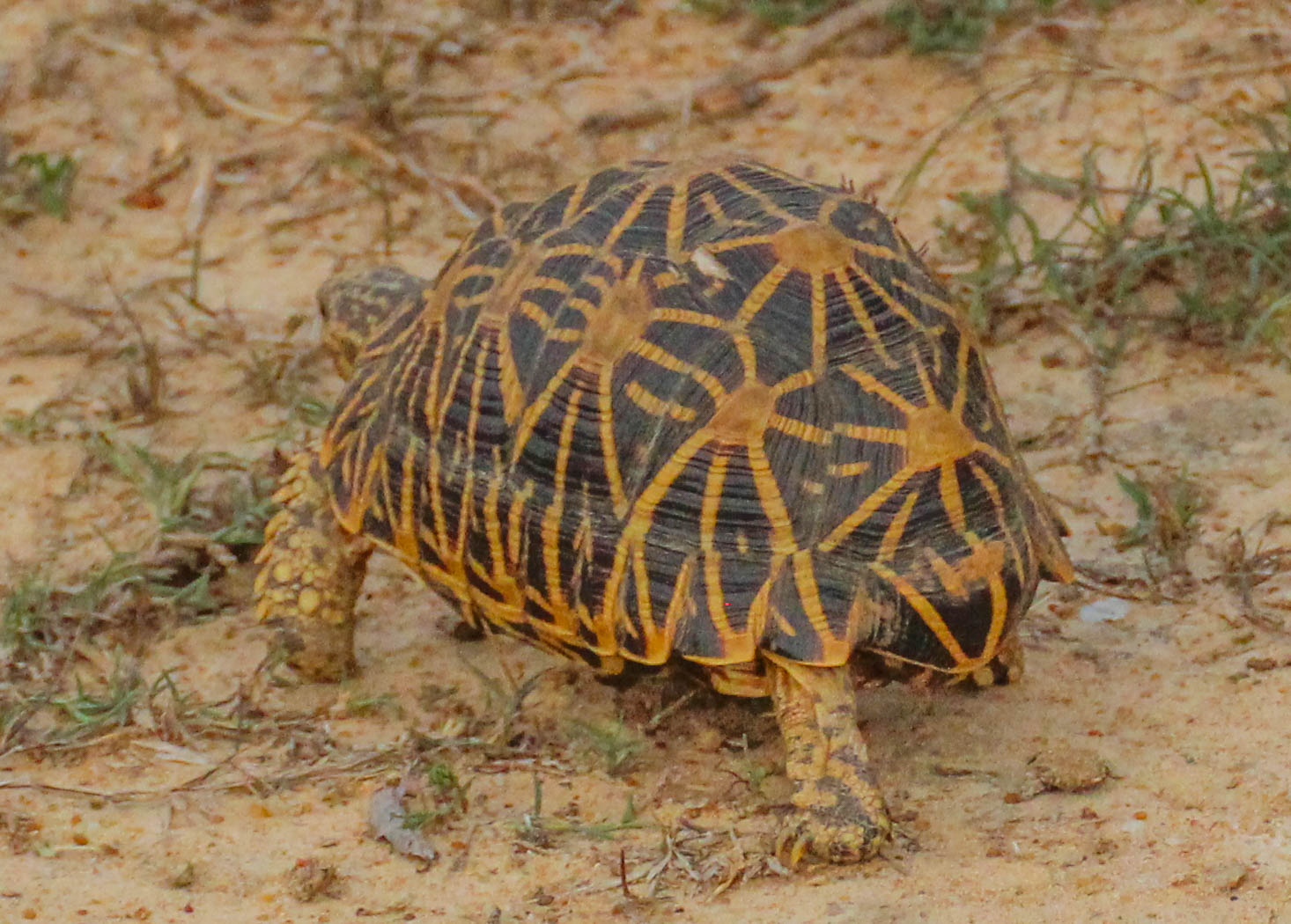 Cannundrums Indian Star Tortoise Cannundrums Indian Star Tortoise