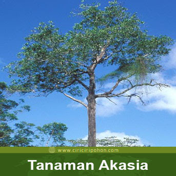 ciri ciri pohon tanaman akasia