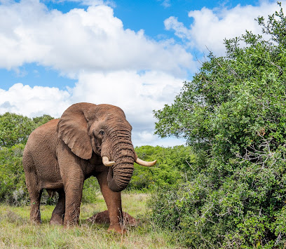 This is a photo of an elephant at the Addo Elephant National Park, Eastern Cape, South Africa