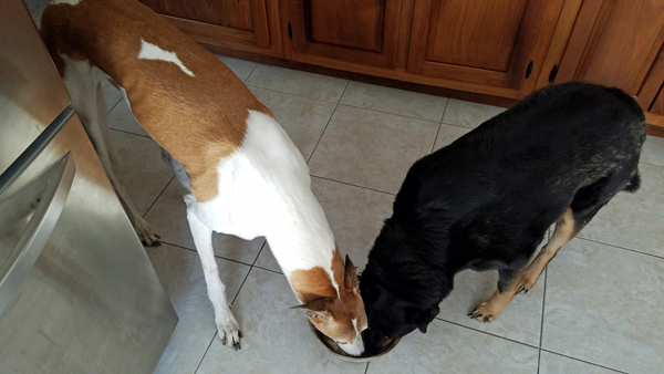 image of Dudley the Greyhound and Zelda the Black and Tan Mutt drinking out of the same water bowl in the kitchen