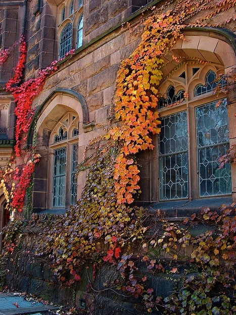 autumn ivy autumn ivy