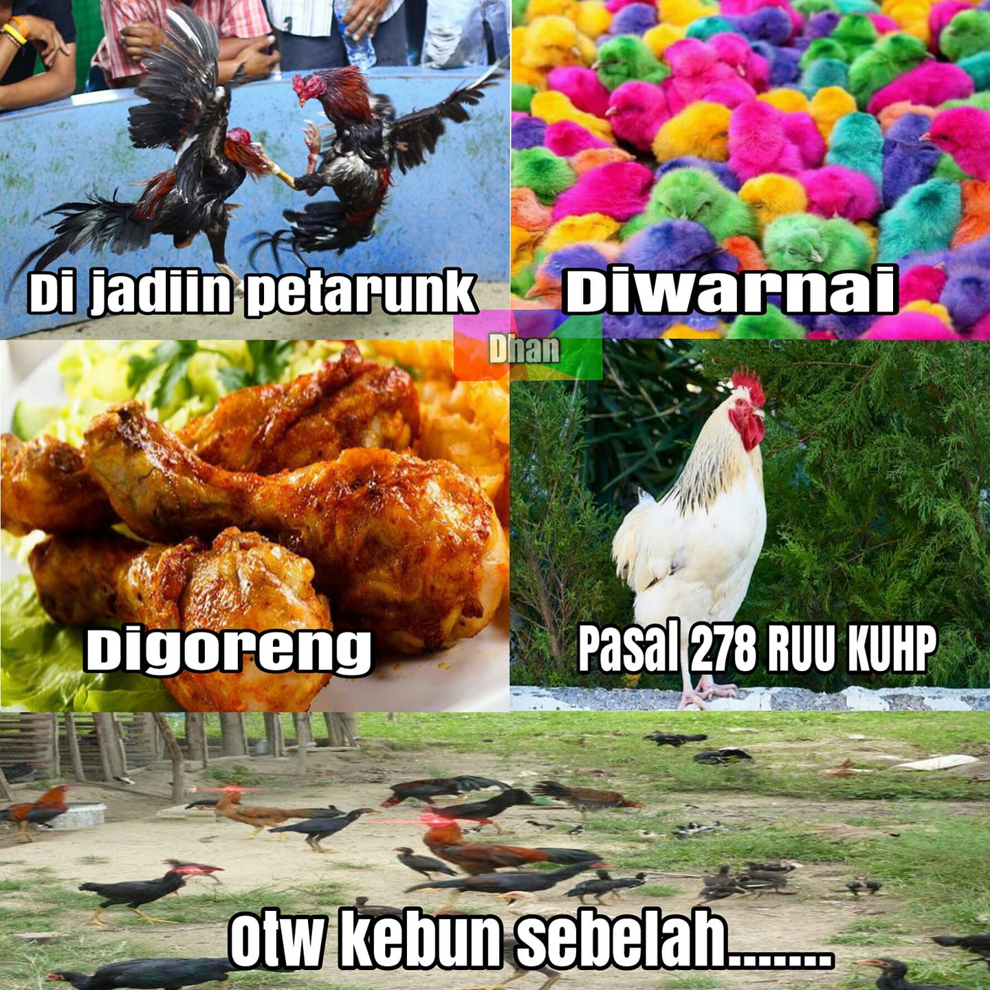 Kumpulan Foto Meme Lucu Ayam Pasal Ruu Kuhp Ini Bikin Ngakak