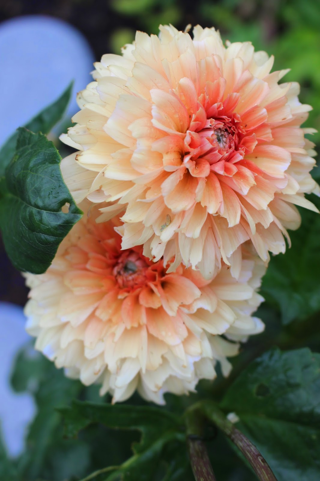 Rooted In Thyme Dahlias in Bloom