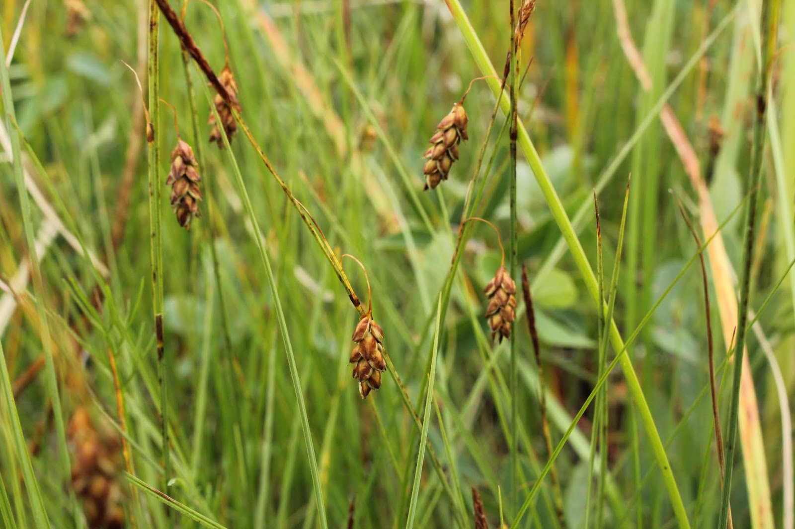 осока болотная тундра. Carex limosa l. осока carex humilis. осока петри/carex petriei milk chocolate. осока толстостолбиковая.