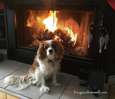 Our Cavalier enjoying the fireplace