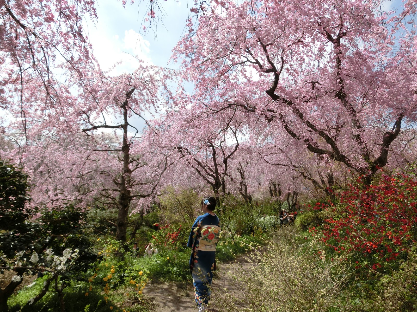 日本 關西 京都 原谷苑 宛如天堂的櫻花谷 一生必去賞櫻清單 Zoey S Journey