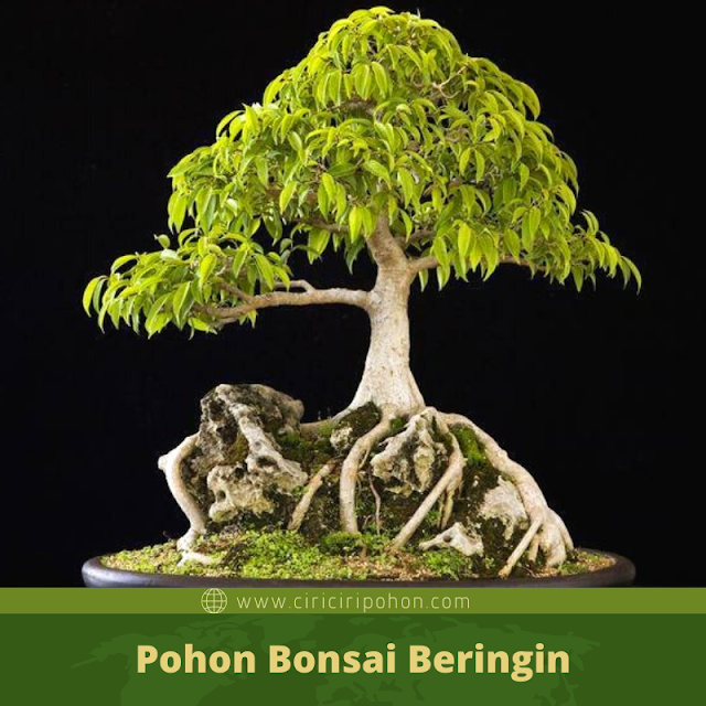 Ciri Ciri Pohon Bonsai Beringin