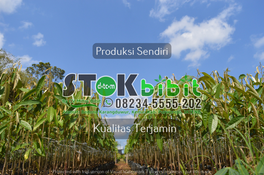 Tips memilih bibit jeruk yang baik Memilih jenis pohon jeruk yang ingin