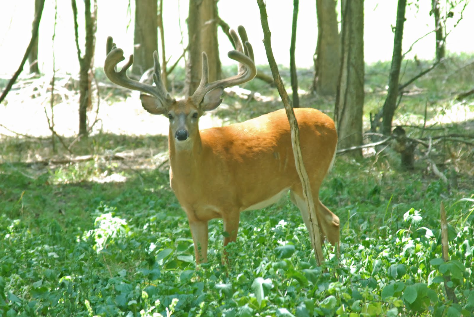 Charles "Deer Man" Black Louisiana Buck For Sale