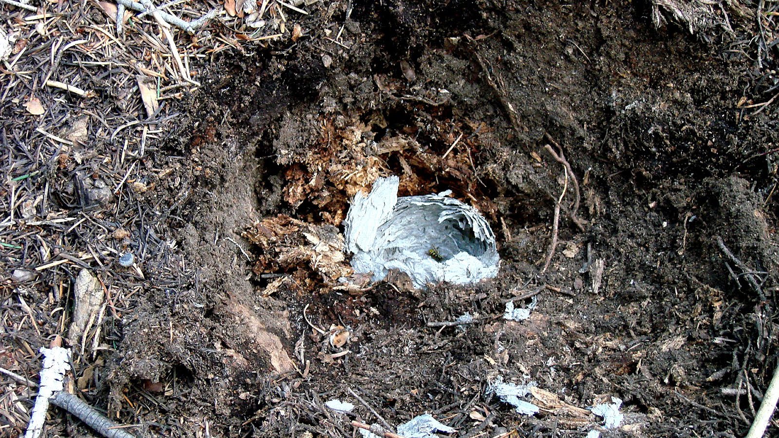 Yellow Jacket Underground Nest Yellow Choices