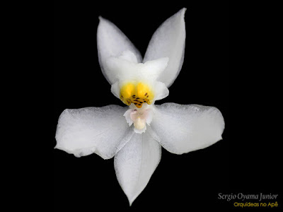 Orquídeas no Apê: Orquídea Odontoglossum
