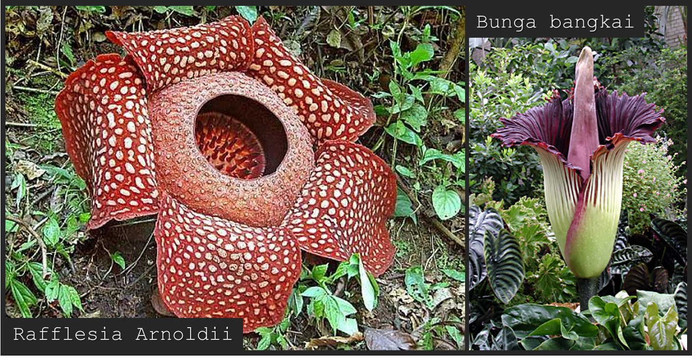 46 Gambar  Bunga  Bangkai Dan Rafflesia  Paling Modern Dan 