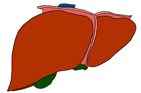 فحص وظائف الكبد :تعلم قراءة تحاليل الكبد.
