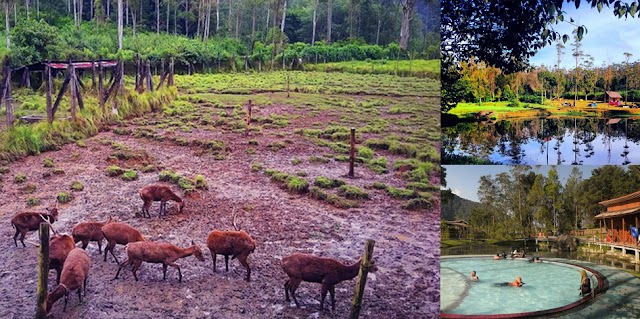 Berkemah Sambil Wisata Penangkaran Rusa di Rancaupas, Ciwidey