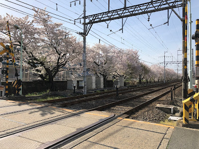 京阪交野線『郡津駅』の桜