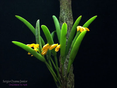 Orquídea Pleurothallis sonderana
