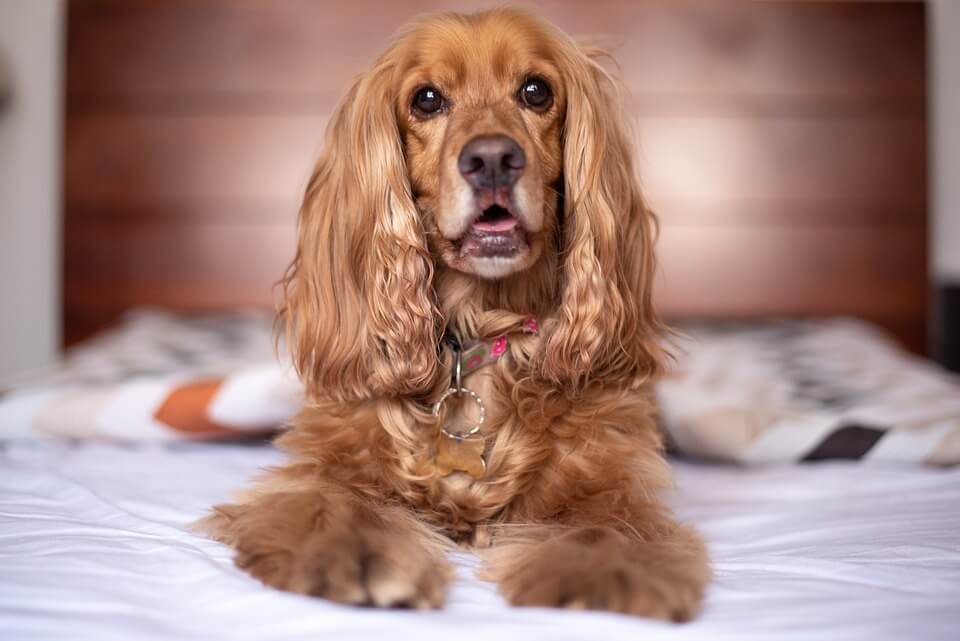 Coker Spaniel on a bed