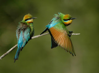 Rainbow Bee Eaters