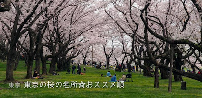 東京の桜BEST21