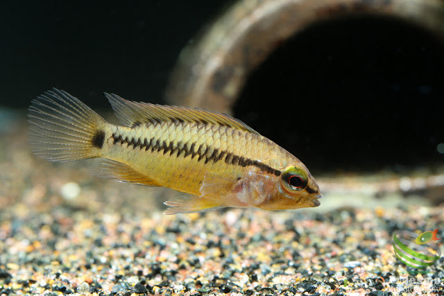 Apistogramma sp. D24