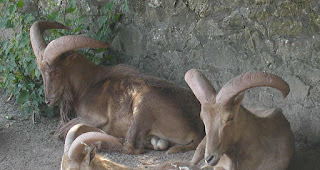 Berberi koyunu (Ammotragus lervia)