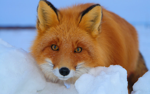 Red fox in the snow wallpaper