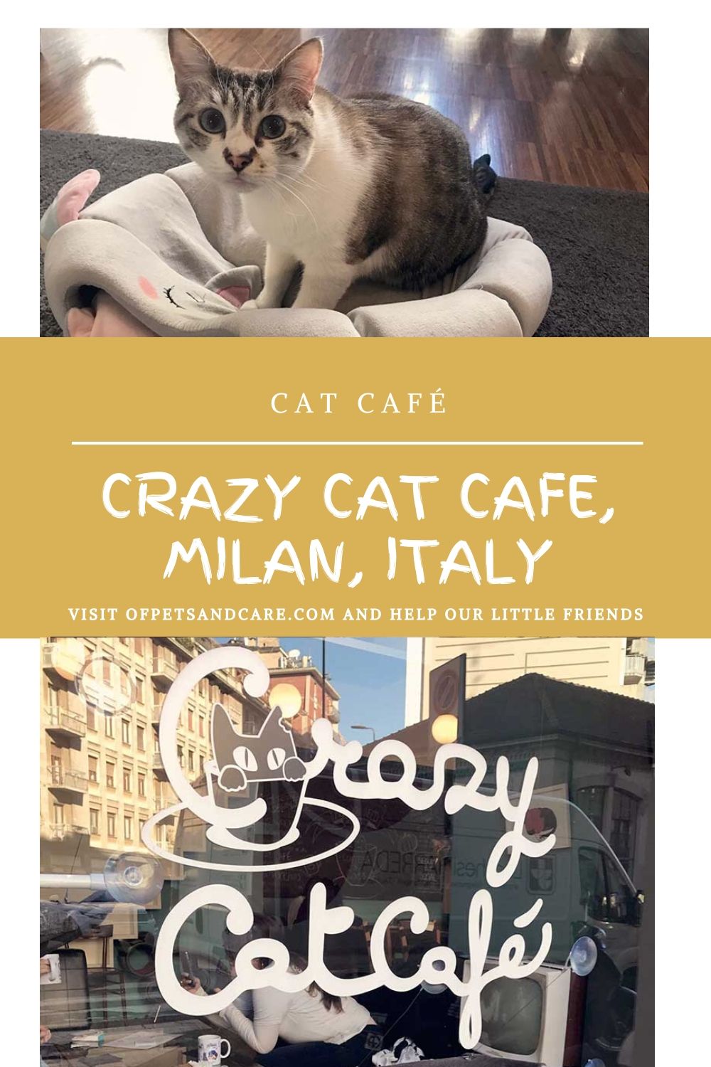Crazy Cat Cafe in Milan, 