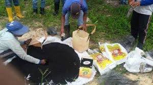 PENGAPLIKASIAN PUPUK NASA UNTUK BUAH SAWIT MAKSIMAL PENGAPLIKASIAN PUPUK NASA UNTUK BUAH SAWIT MAKSIMAL