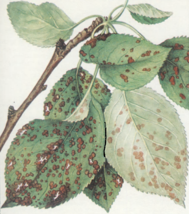 Яблонная тля красногалловая листья. Черные точки на листьях яблони. Какой процесс происходит ночью в листьях яблони. Красные точки на листьях яблони. Фитофтороз яблони.