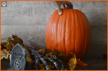 Cute Cat GIF • Surprise! Discover a cute Scottish fold kitty chilling into his pumpkin cat house. Cute Cat GIF • Surprise! Discover a cute Scottish fold kitty chilling into his pumpkin cat house.