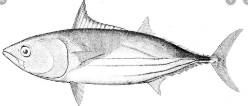 klasifikasi dan morfologi ikan cakalan