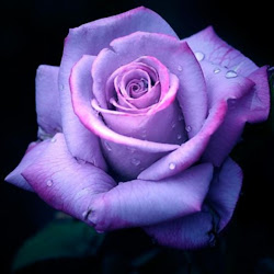 purple rose flowers flower background wallpapers please roses lavender pink colour dark pretty lilac colors different rosa graphics desktop mounds