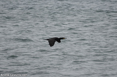 Corb marí gros (Phalacrocorax carbo)