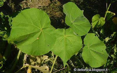 oleolito di lavanda vera, oleolito di lavandino, oleolito di rosmarino, oleolito di cipresso, oleolito di iperico, oleolito di salvia, dittamo frassinella, ortica ad uso alimentare, bosco, orto, escursioni, birdwatching