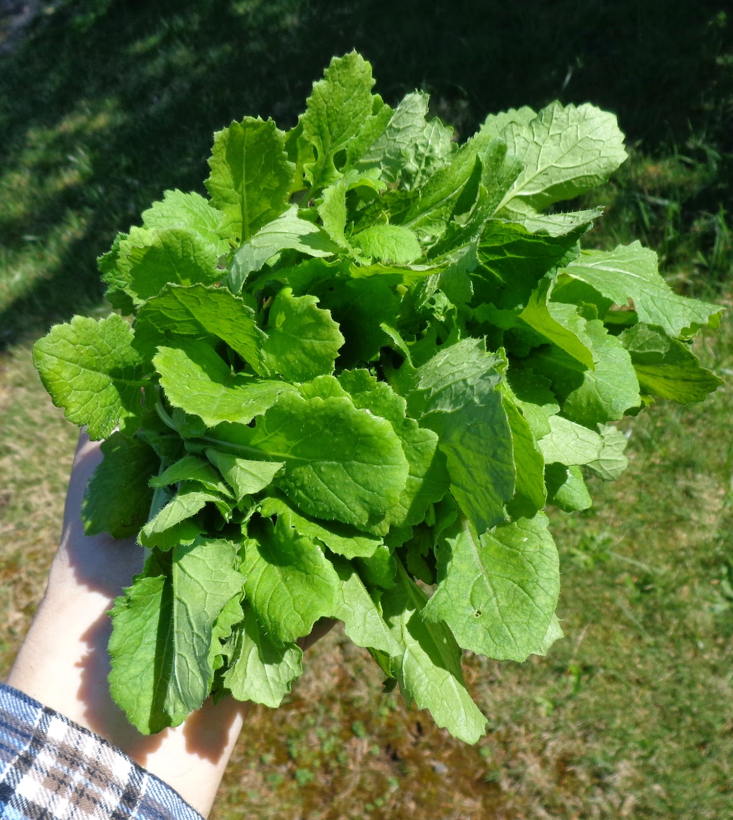 Daniel's Pacific NW Garden Low Tunnel, Raised Bed. Kitchen Garden Progress Report. 3.22.14
