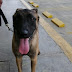 "Cross" el perro de la policia Chocó que descubrió 4 "Panelas" de marihuana en el aerpuerto de Quibdó