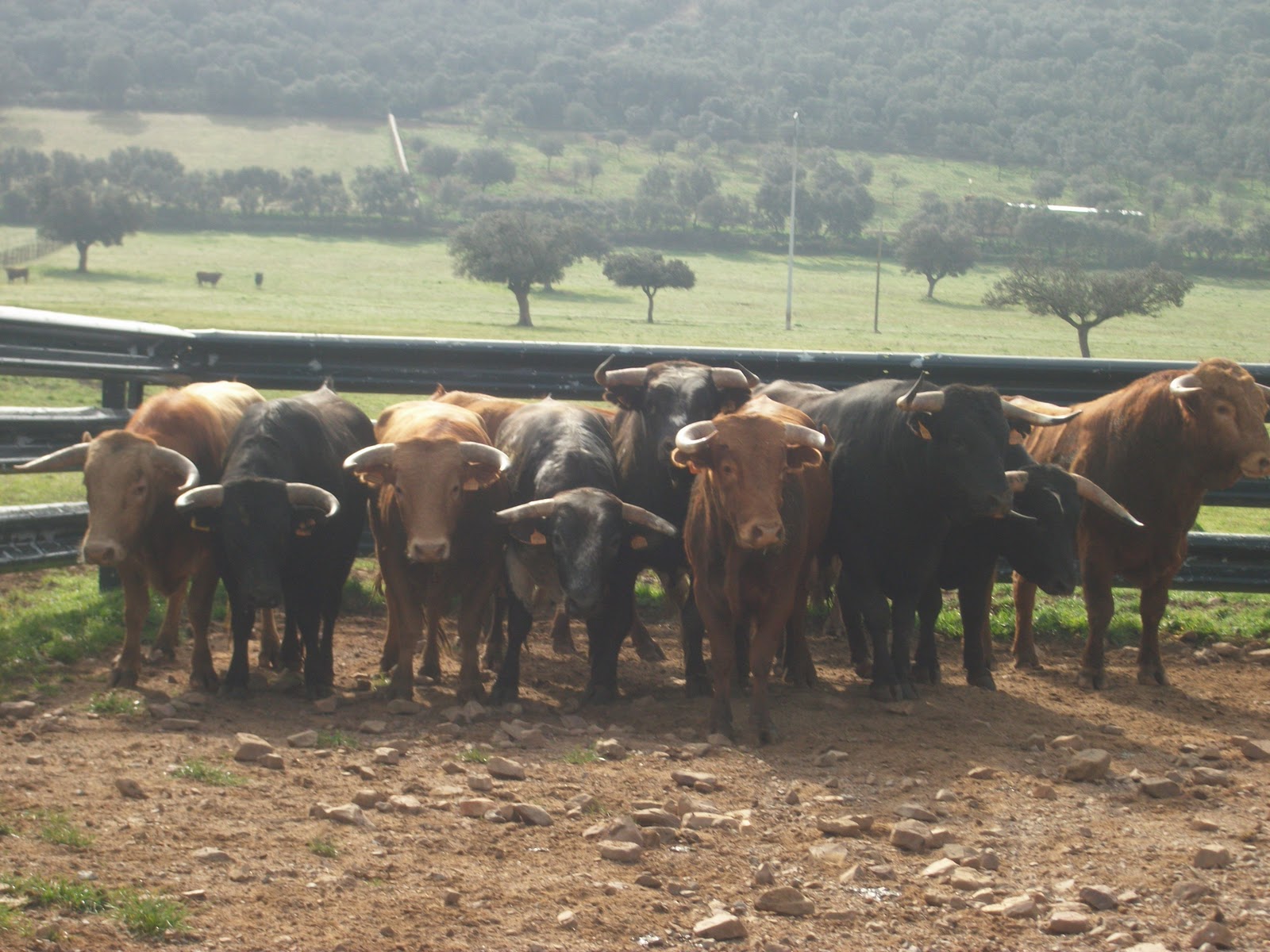 Encierros en la Alcarria visita a la ganaderia alcurrucen