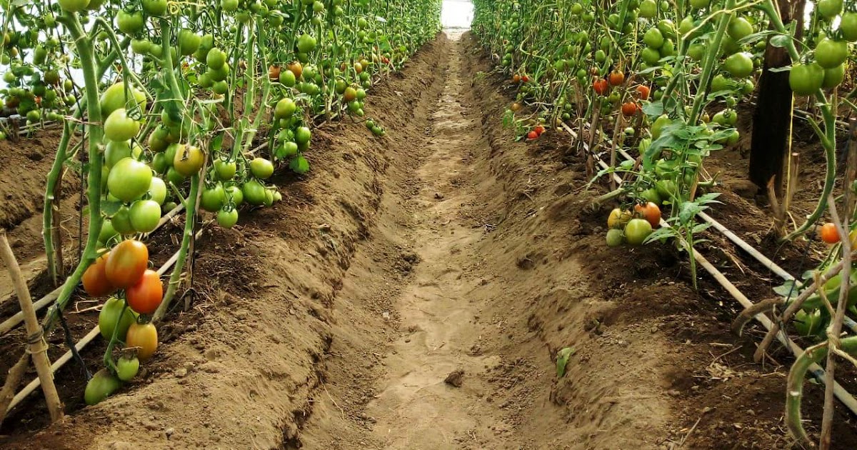 Rich Farm Kenya Profitable Agribusiness Ideas in Fruit Farming Tomato