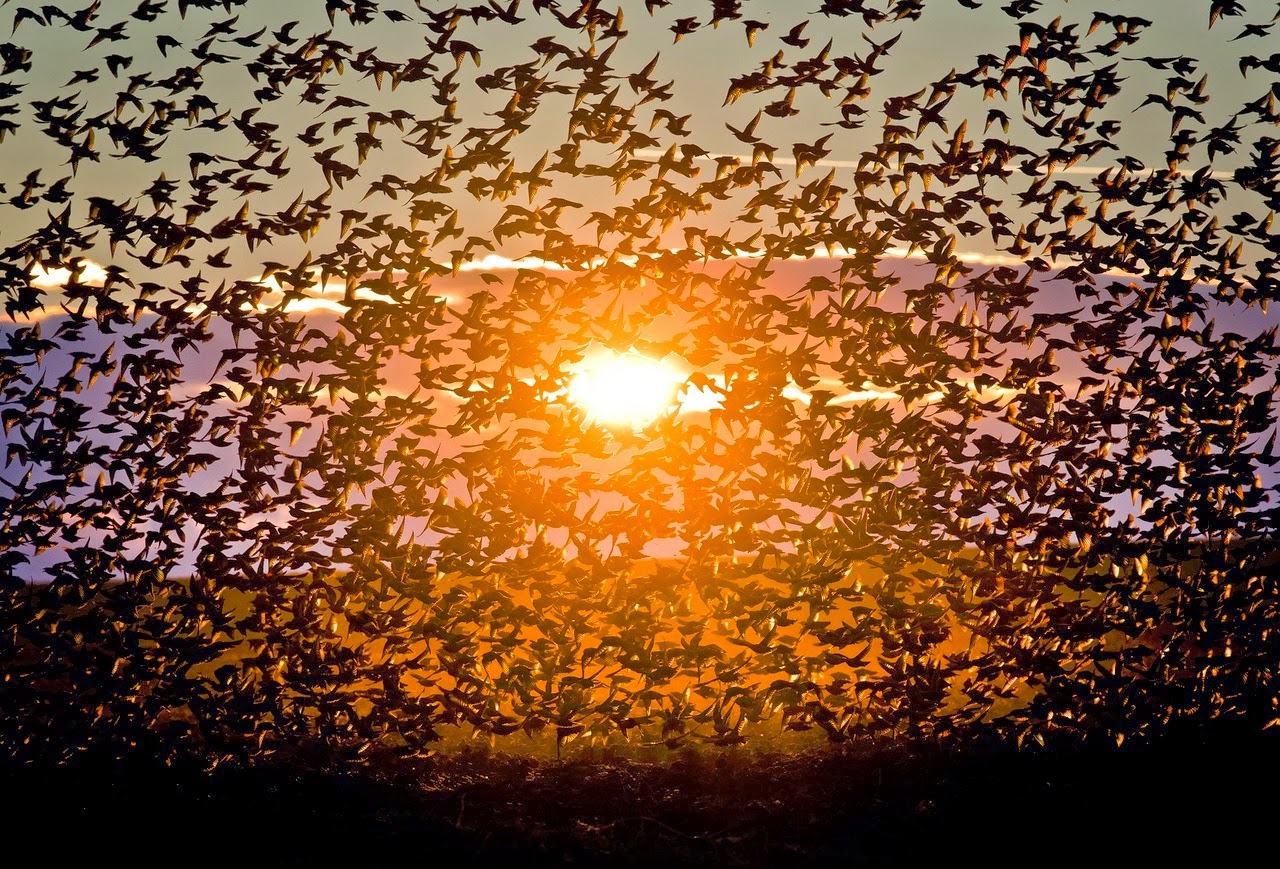 Bandadas de pajaros wallpapers