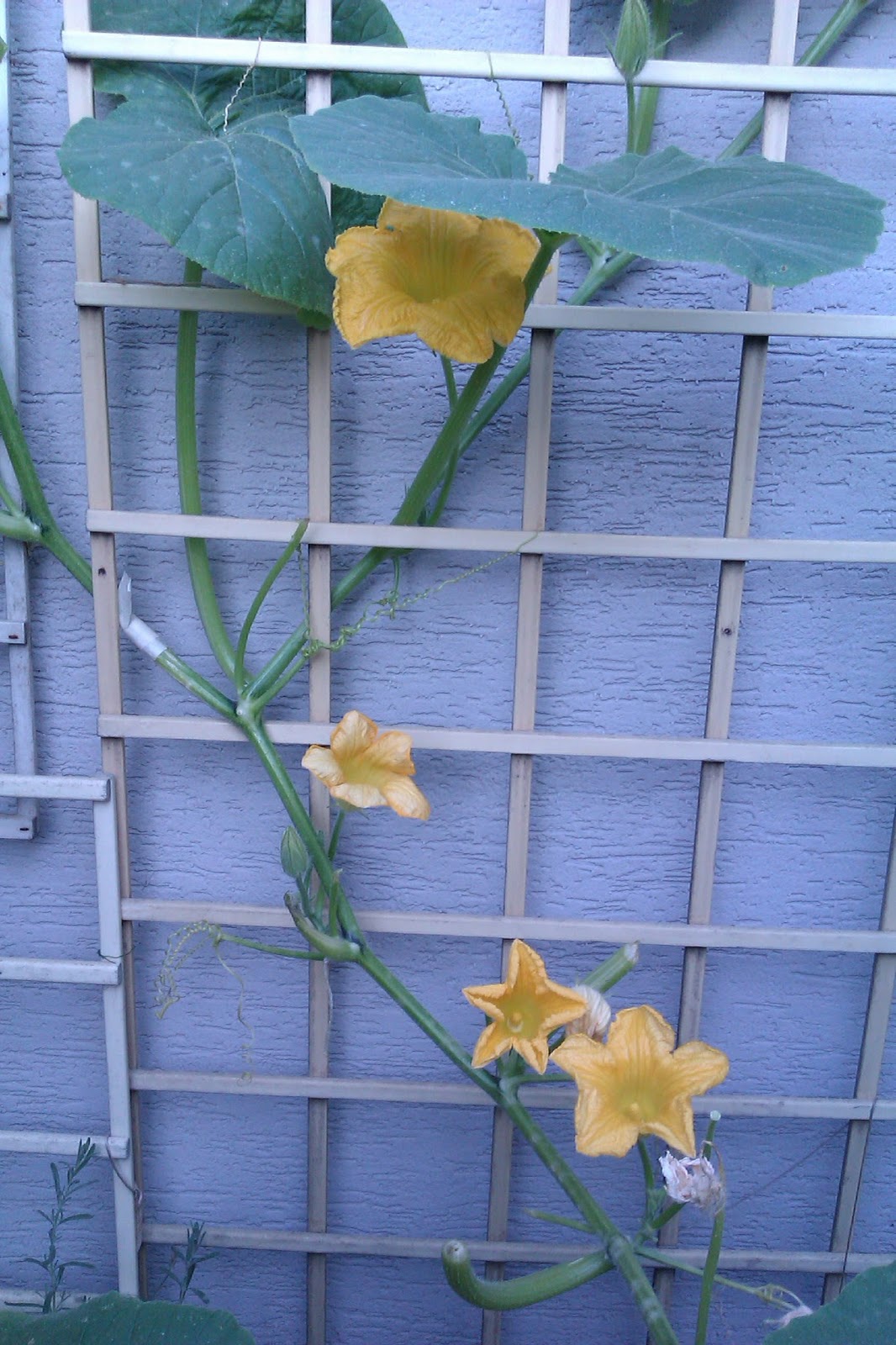 Challenging Arts & Crafts Stuffed Squash Flowers + Recipe