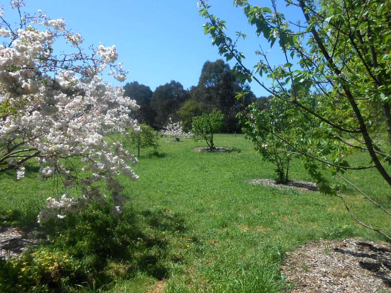 Tracks Trails And Coasts Near Melbourne Japanese Cherry Grove Banksia Park Bulleen