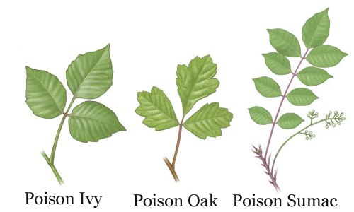 Wandering Florida - The Blog: Poisonous Plants found throughout Florida ...