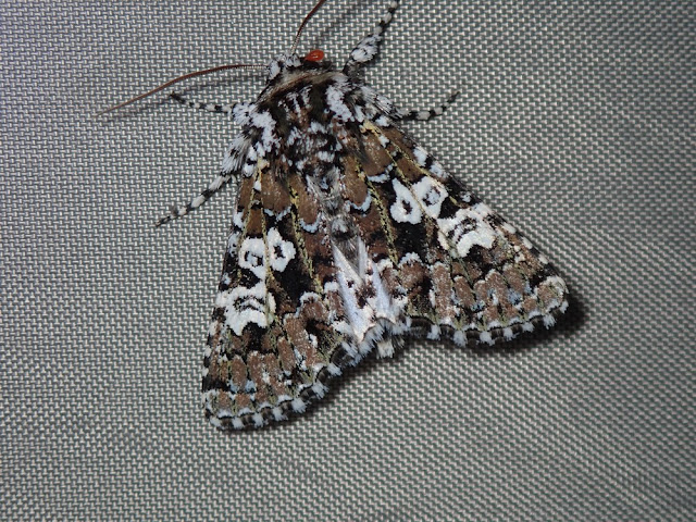 Lamprosticta culta Lamprosticta culta
