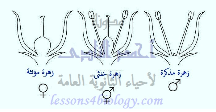 تفتقر pistils ولا الناقصة معا. يجتمعان أو الزهرة إلى التي هي الزهرة stamens كرابل أسدية الزهرة الناقصة