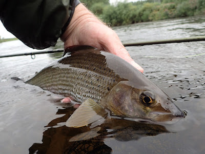 Cooler temperatures suited the grayling