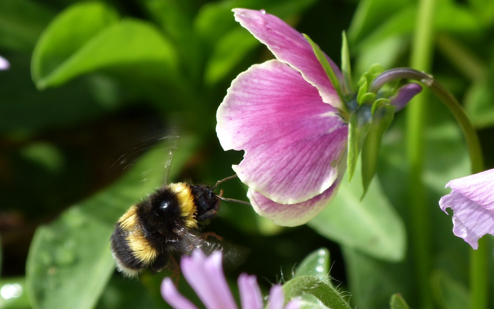 A Kilchoan Diary: The Forgotten Bumblebee