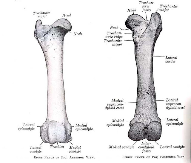 Femur | Gross Anatomy | Anjani Mishra