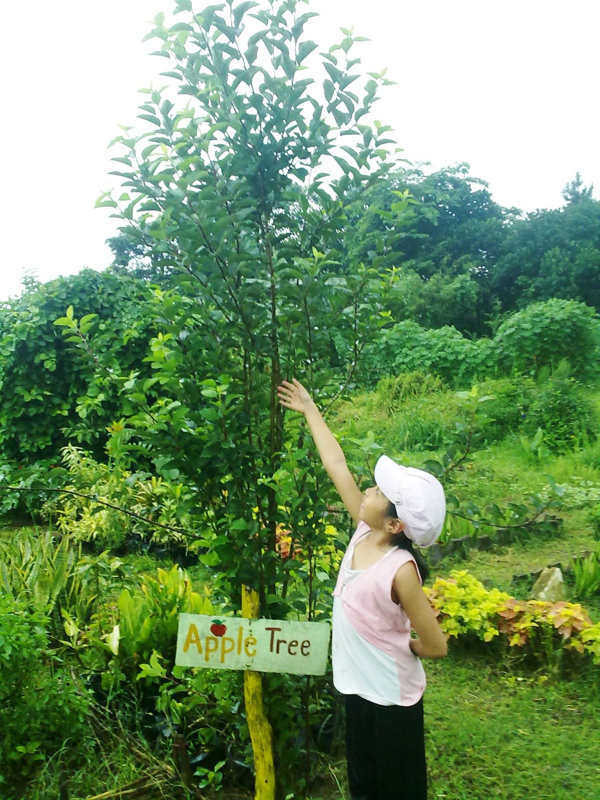It's Really My World Apple Tree in the Philippines